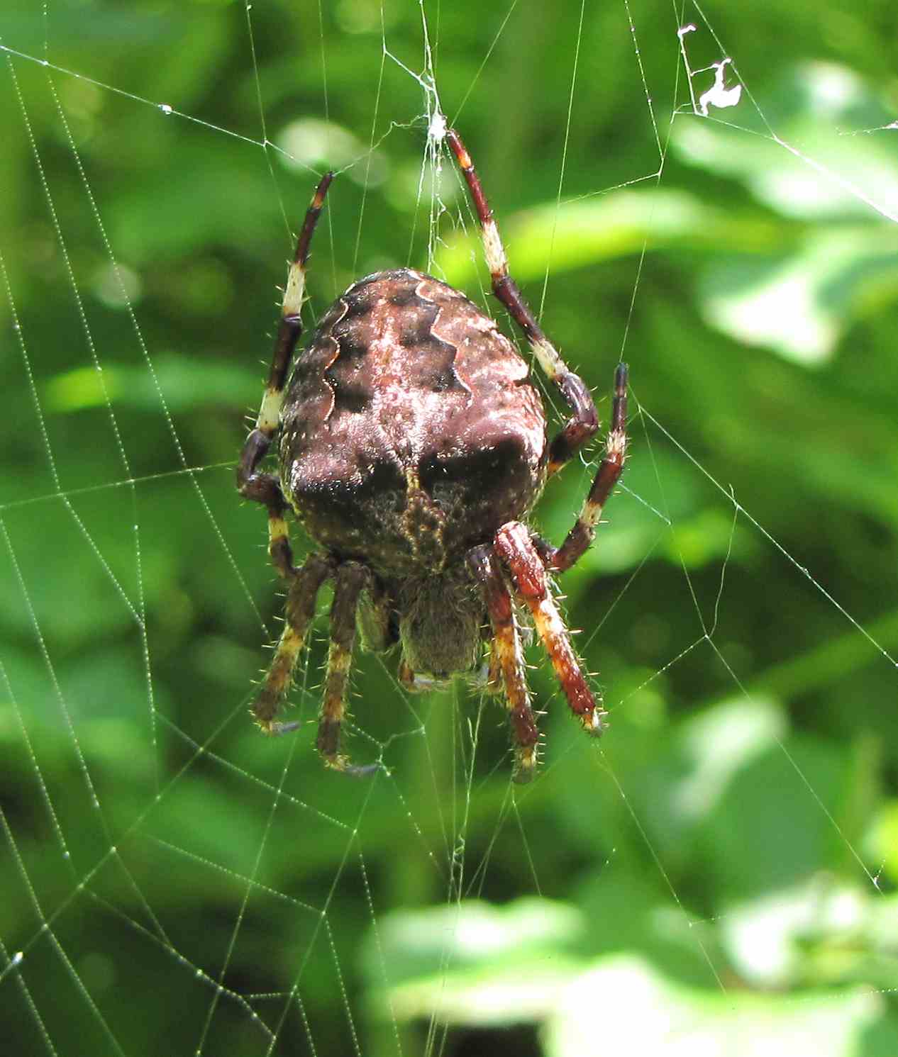 Araneus sp.